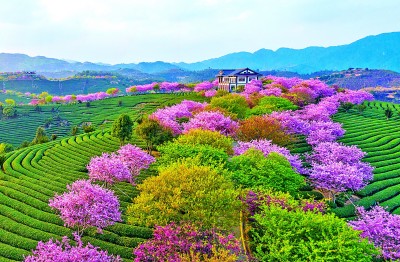 山海 茗香飘两岸ag真人茶缘连(图3)