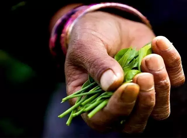 钱不如存茶——光芒普洱茶AG真人九游会登录网址存(图4)