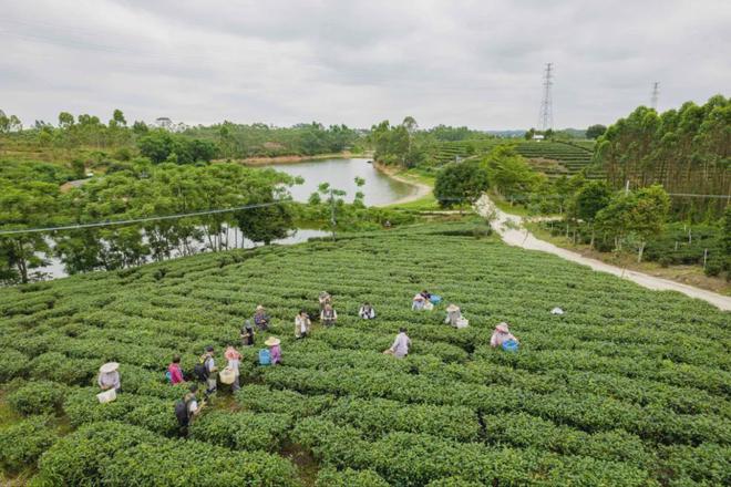 茶加工技术团体标准发布AG真人平台廉江红乌龙