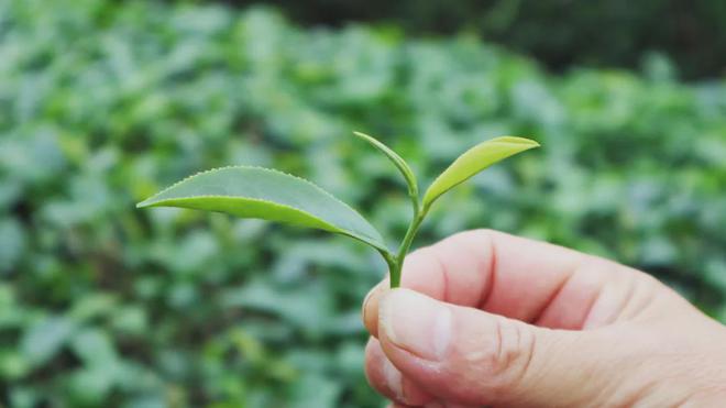 茶加工技术团体标准发布AG真人平台廉江红乌龙(图2)